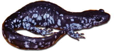 Ambystoma laterale